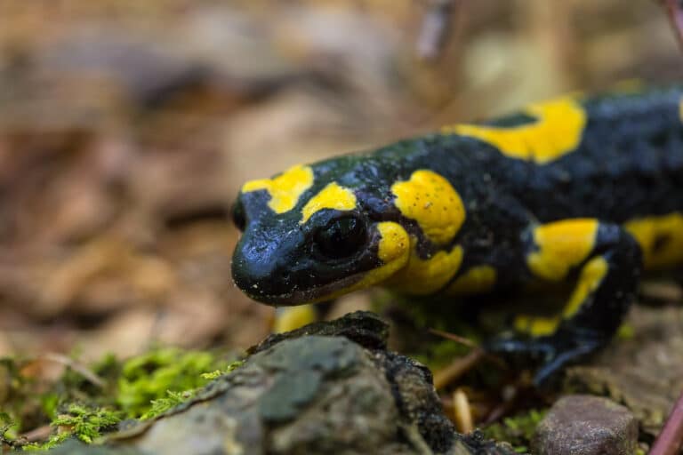 Fire Salamander Fire Salamander