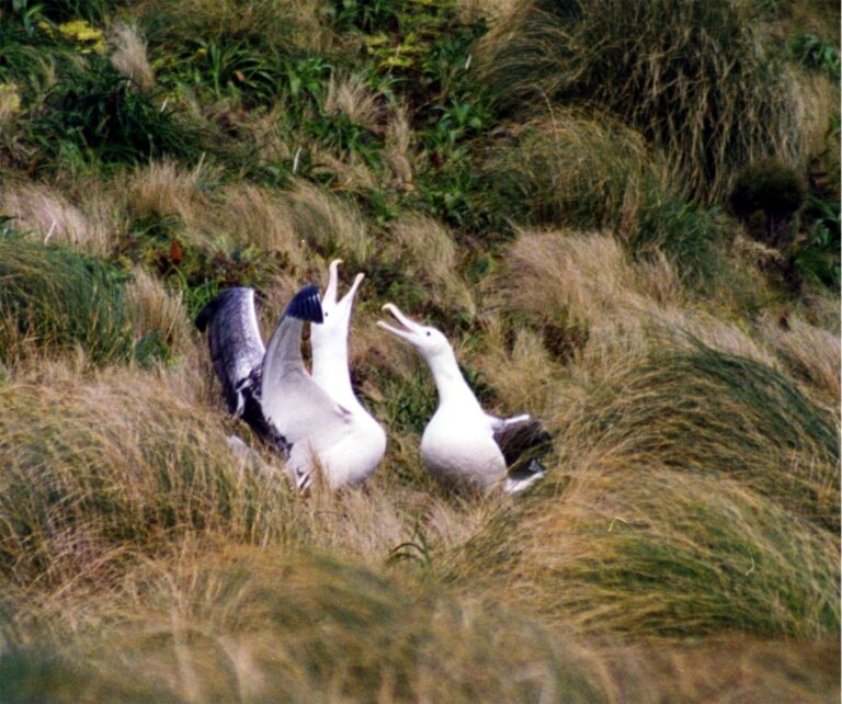 Pair of Southern Royal Albatrosses Pair of Southern Royal Albatrosses