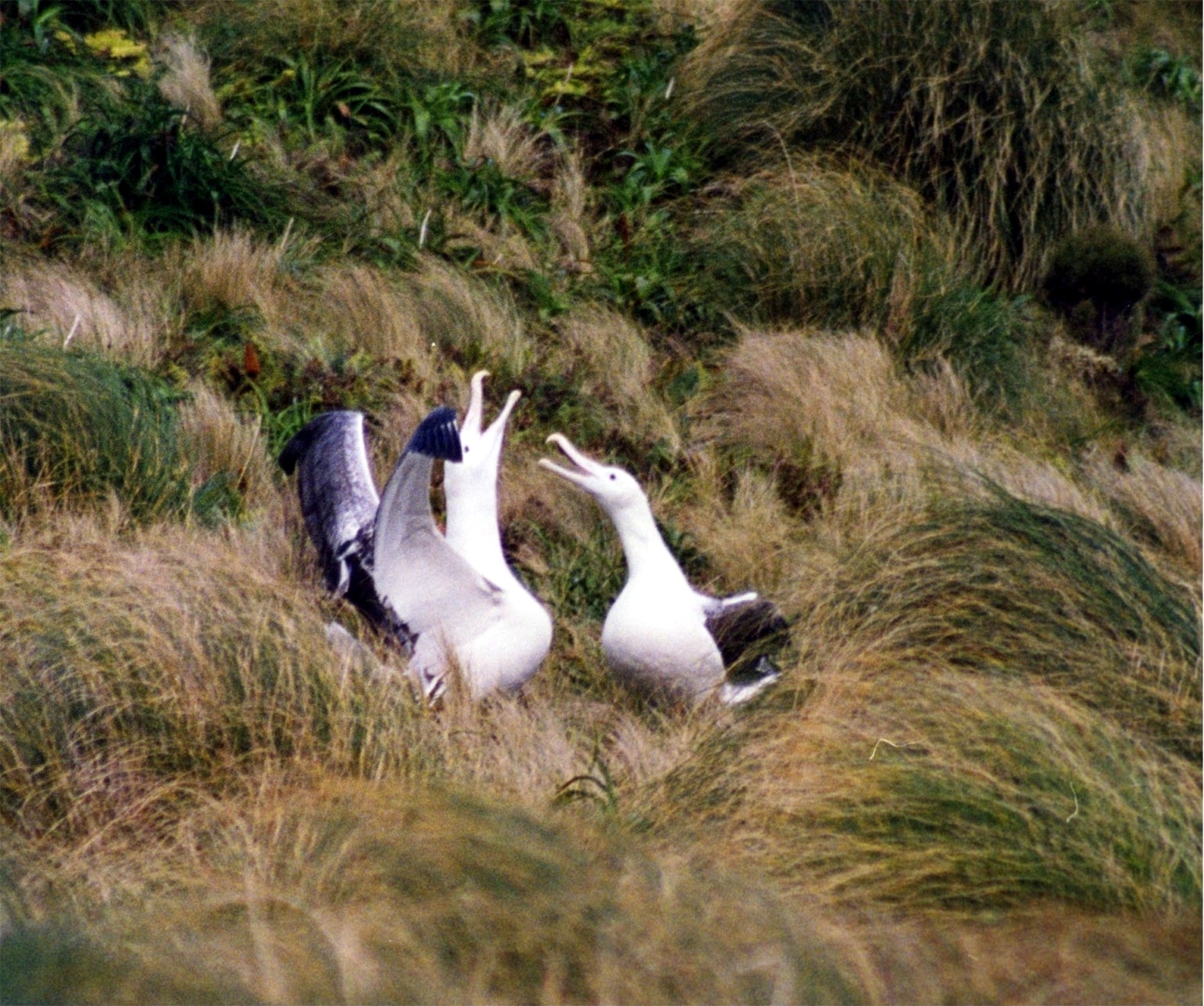 Pair of Southern Royal Albatrosses Pair of Southern Royal Albatrosses