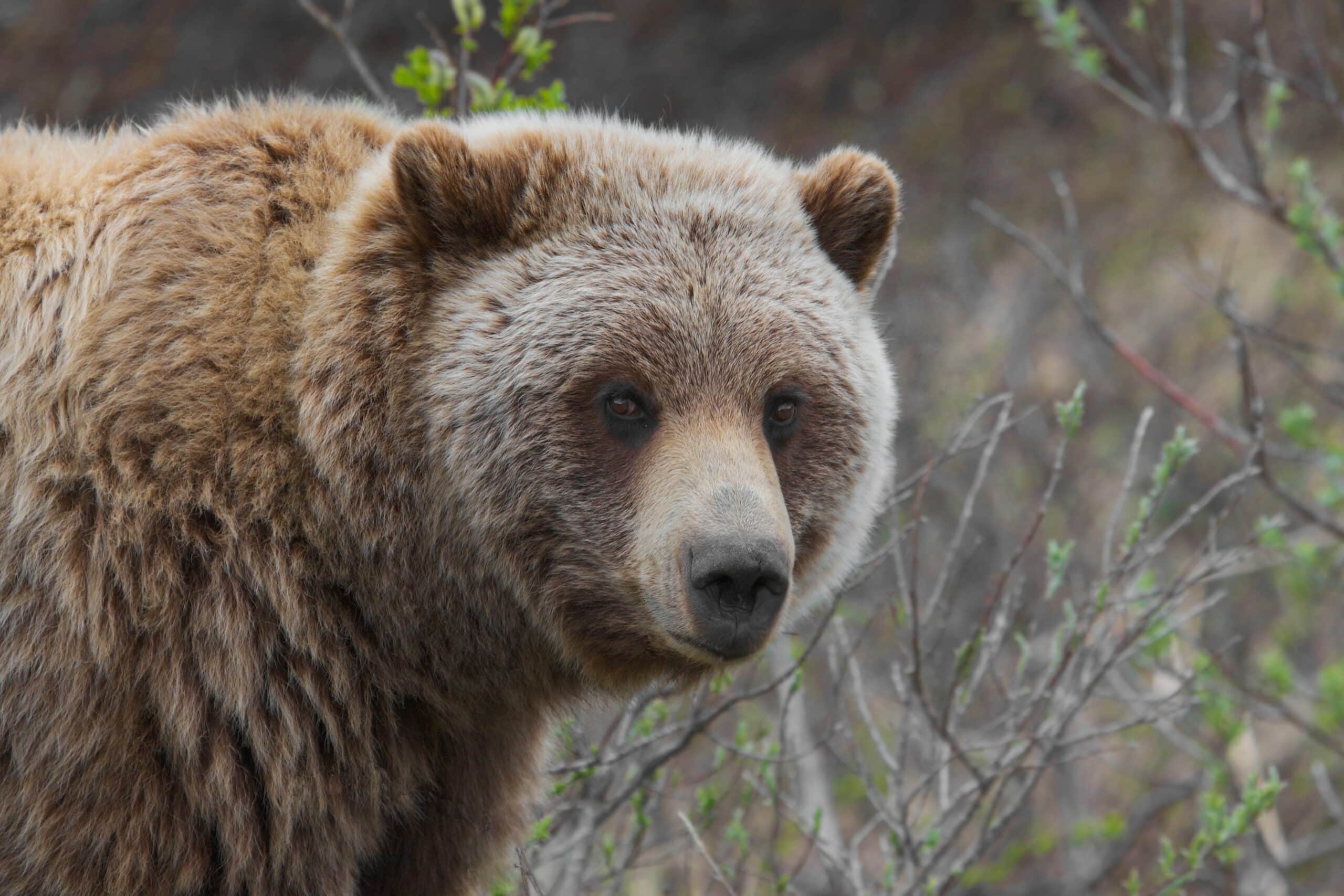 Grizzly Bear (Ursus arctos ssp.) Grizzly Bear (Ursus arctos ssp.) Grizzly Bear