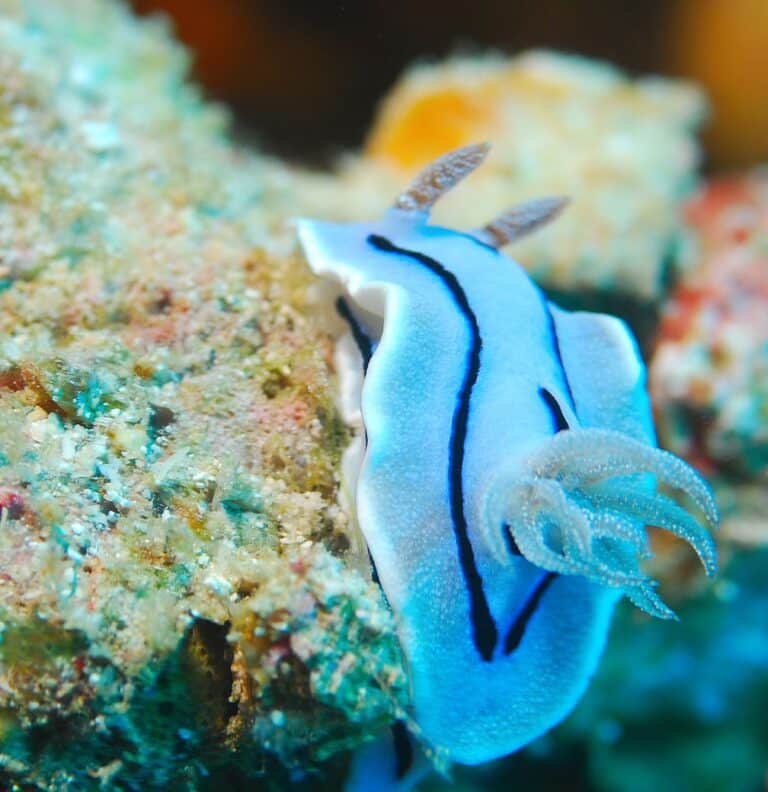 Chromodoris willani Chromodoris willani