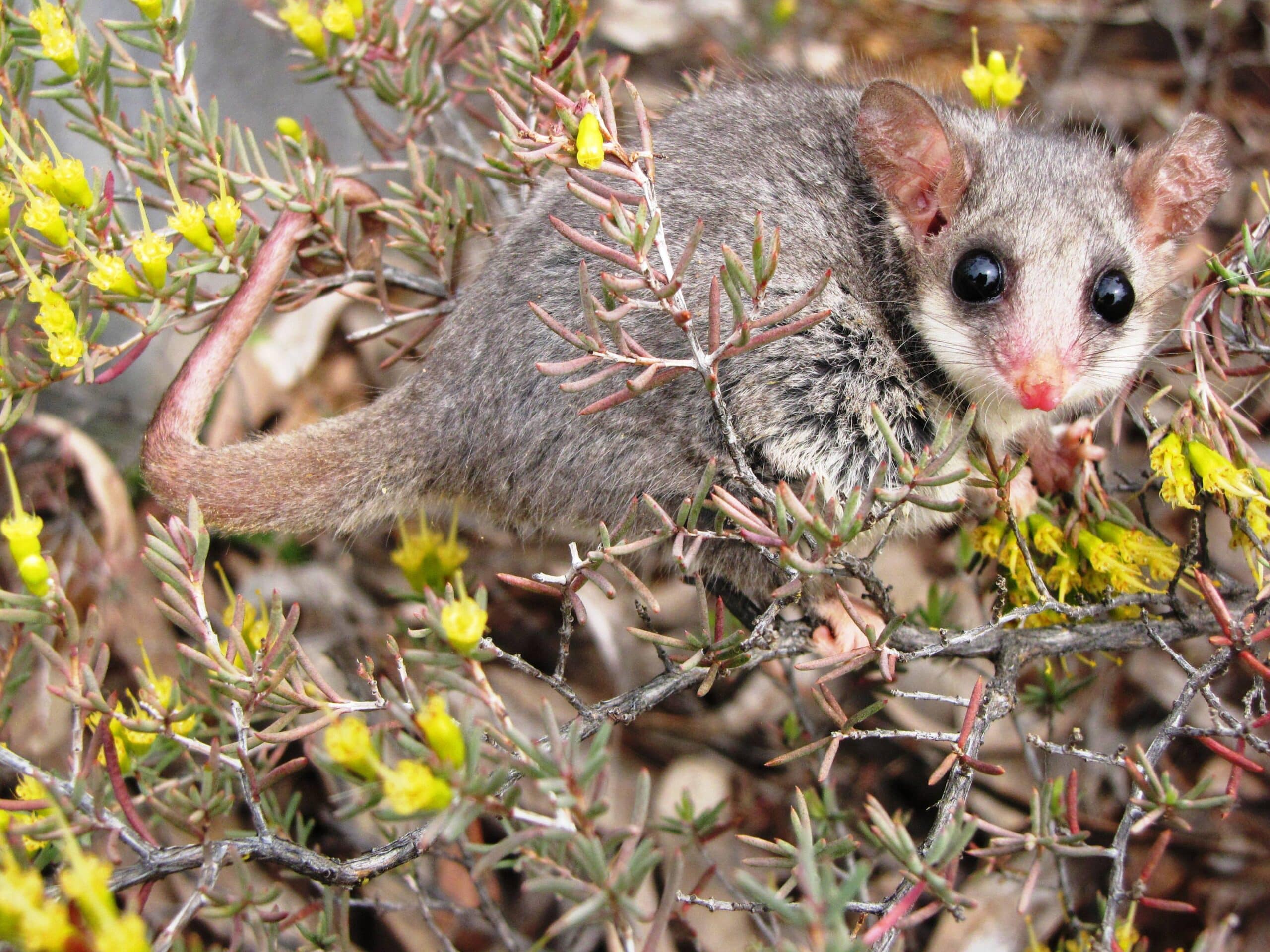 File:Eastern Pygmy Possum Pilliga Forest NSW.jpg