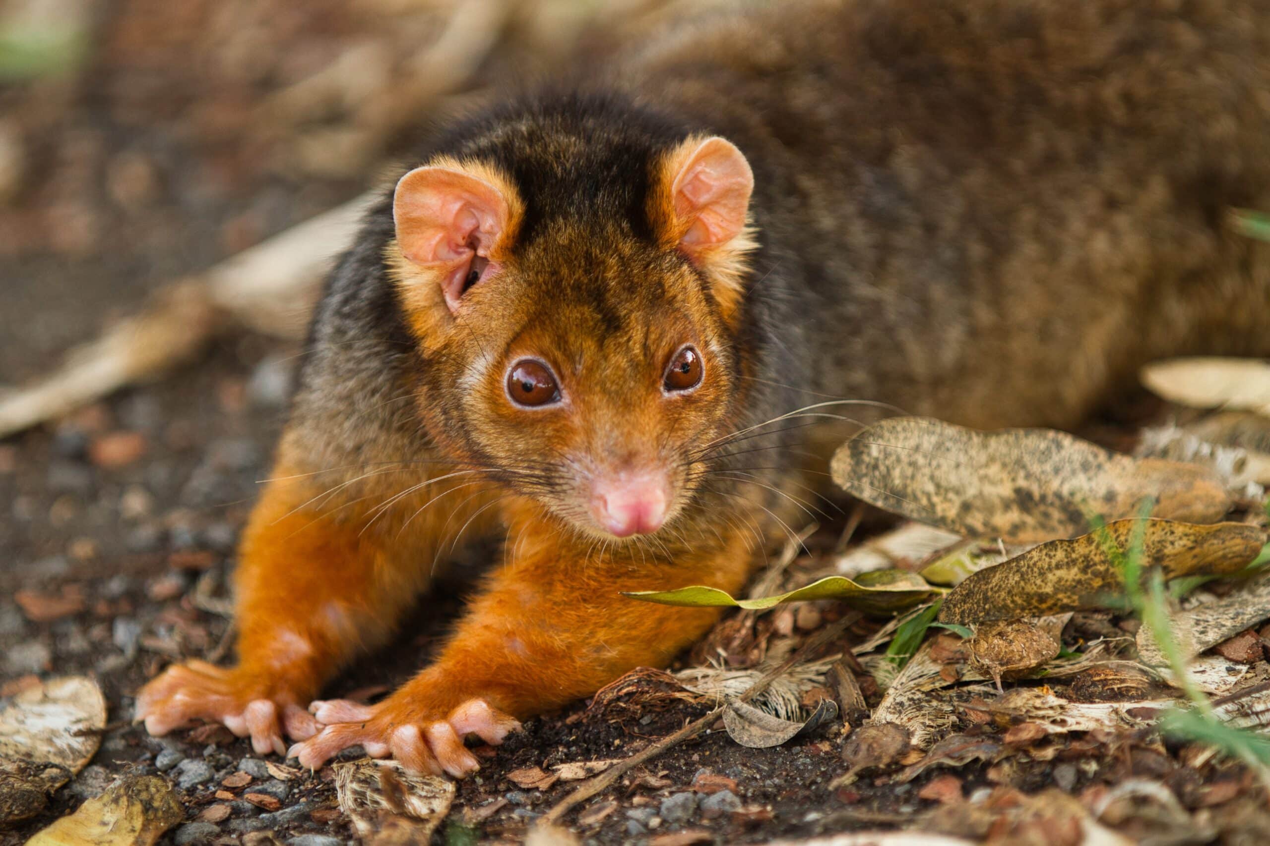 Common Ringtail Possum – AndrewMercer IMG14110