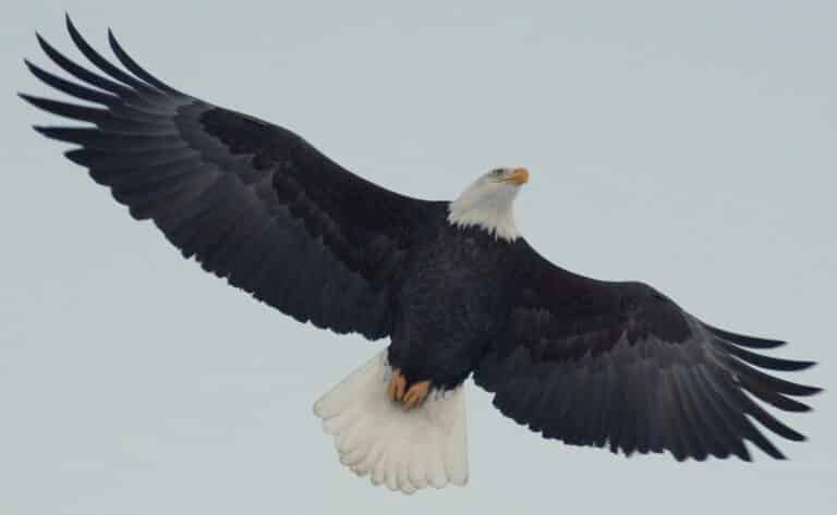 Alaskan Bald Eagle cruising for a salmon dinner Alaskan Bald Eagle cruising for a salmon dinner