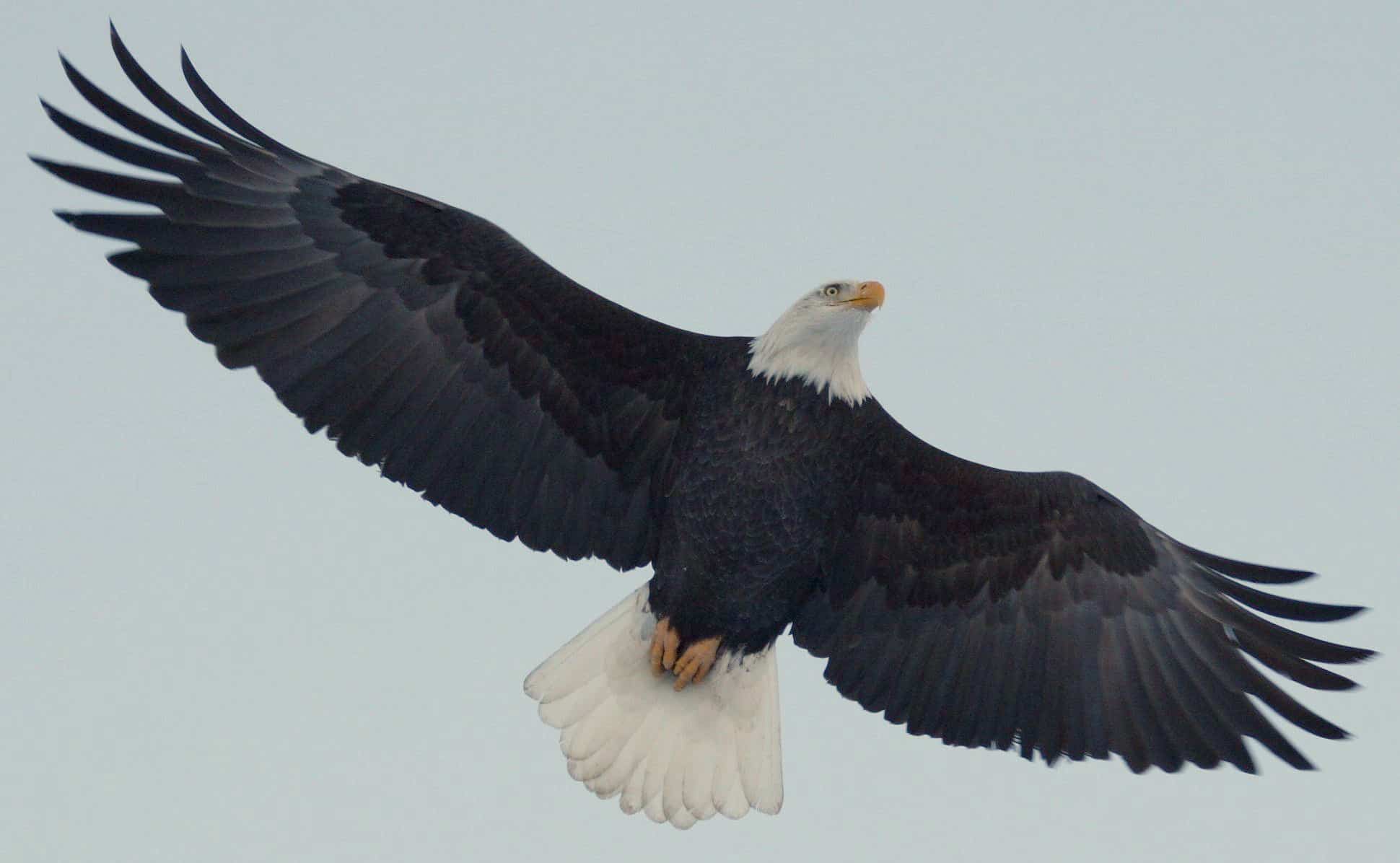Alaskan Bald Eagle cruising for a salmon dinner Alaskan Bald Eagle cruising for a salmon dinner