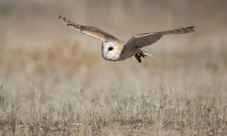 Tyto alba – Cetrería – 02 Tyto alba – Cetrería – 02