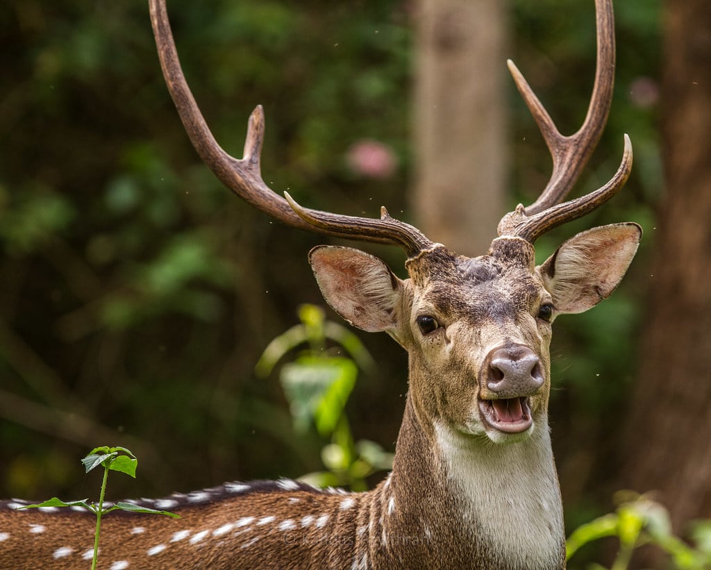 Deer Portrait Deer Portrait