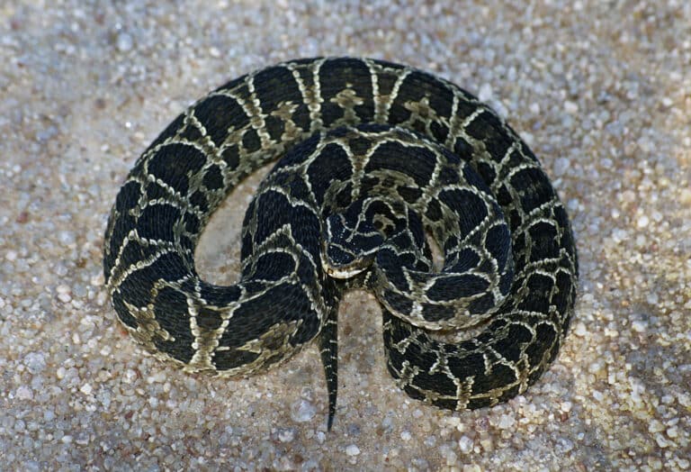 Viperidae- Bothrops alternatus (Urutu Lancehead) – 32134300277 Viperidae- Bothrops alternatus (Urutu Lancehead) – 32134300277