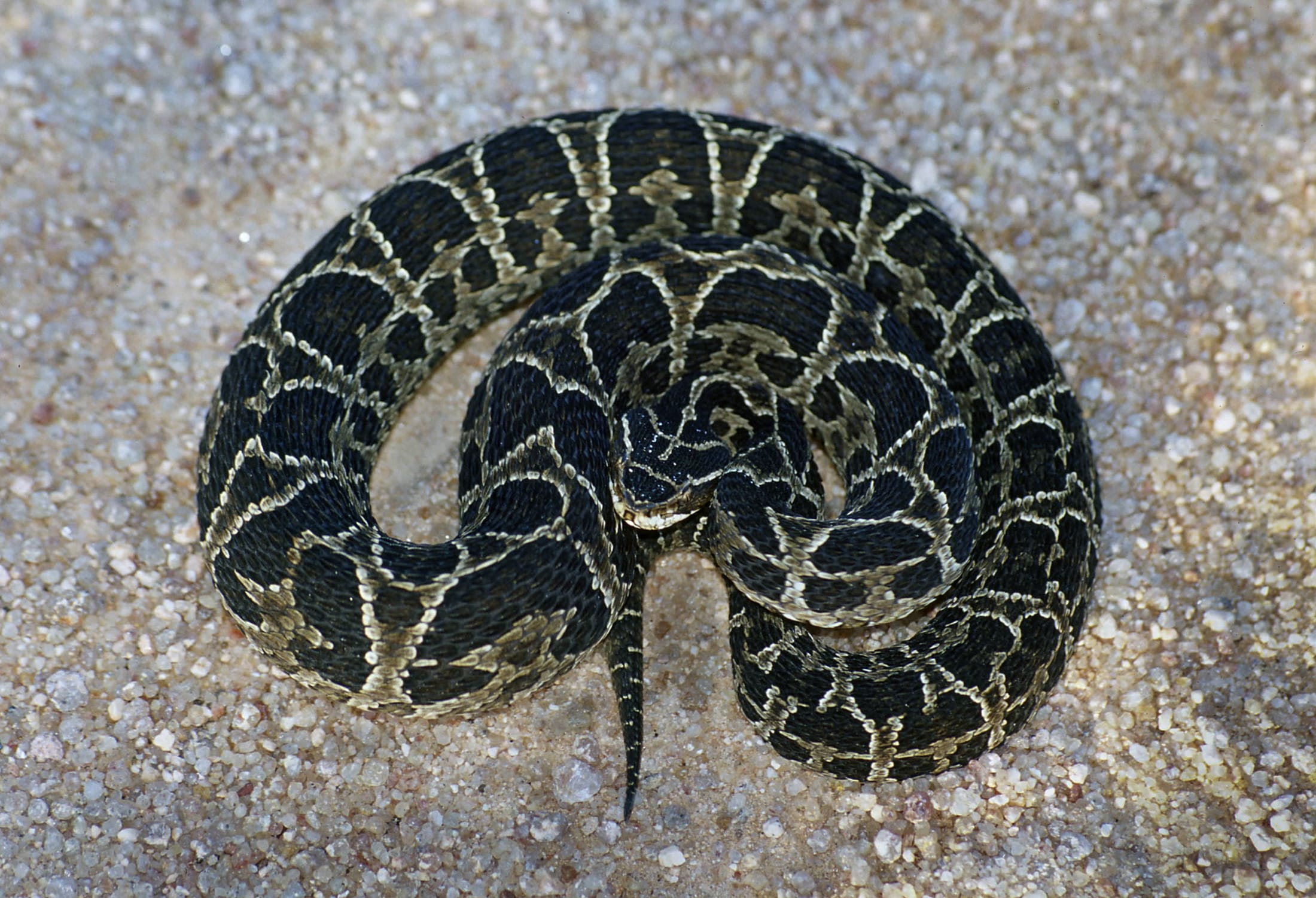 Viperidae- Bothrops alternatus (Urutu Lancehead) – 32134300277 Viperidae- Bothrops alternatus (Urutu Lancehead) – 32134300277