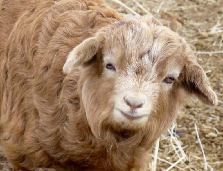 Cashmere – real, real softness Cashmere Goat