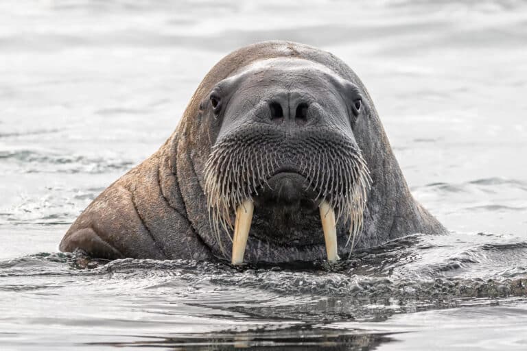 Face to Face with a Walrus Face to Face with a Walrus