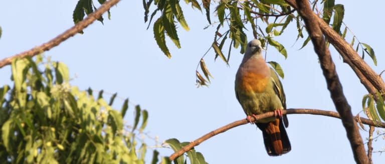 Pink-necked Green-Pigeon (Treron vernans) at Gili Trawangan, NTB