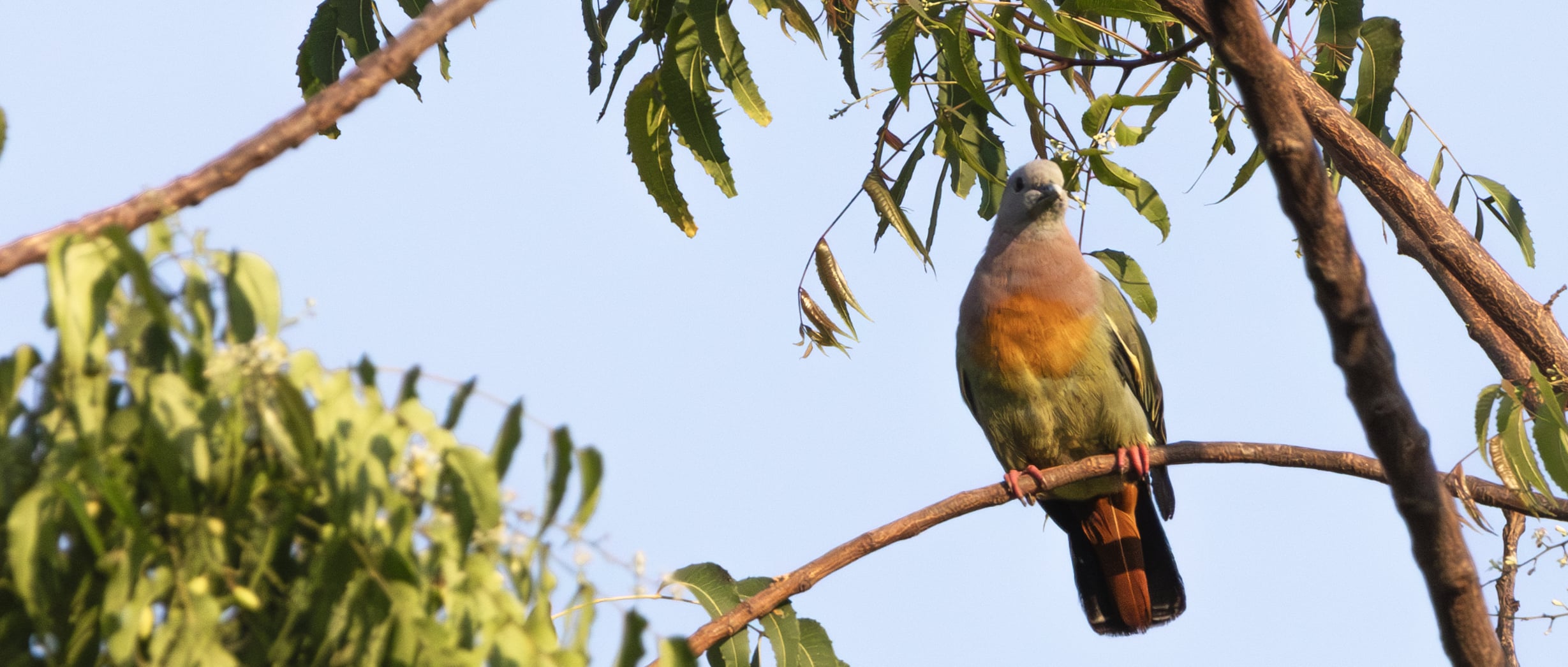 Pink-necked Green-Pigeon (Treron vernans) at Gili Trawangan, NTB