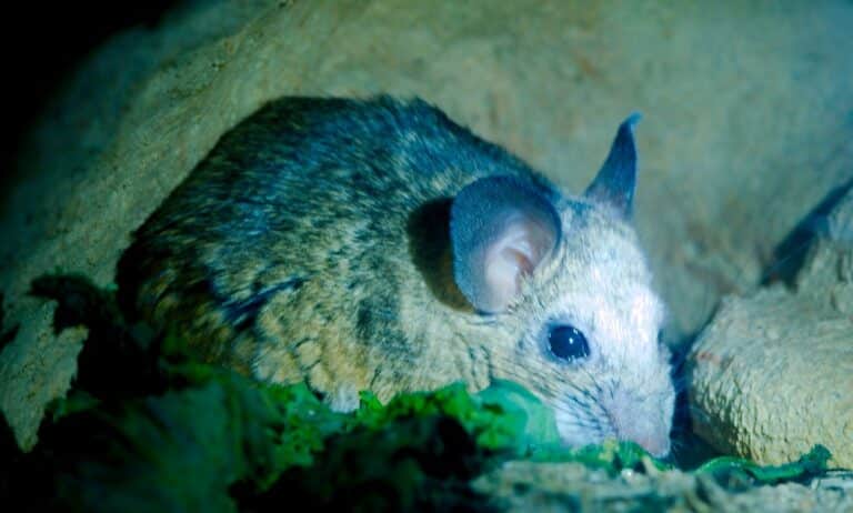 Cactus Mouse (Peromyscus eremicus) Cactus Mouse (Peromyscus eremicus)