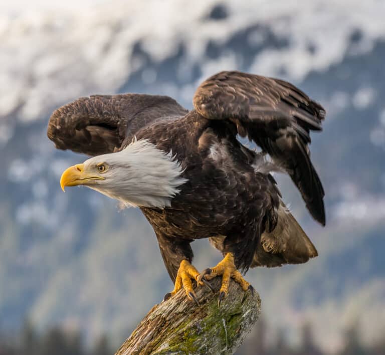 Bald Eagle (Haliaeetus leucocephalus) in Kachemak Bay, Alaska Bald Eagle (Haliaeetus leucocephalus) in Kachemak Bay, Alaska