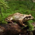 Grasfrosch-Rana-temporaria-side