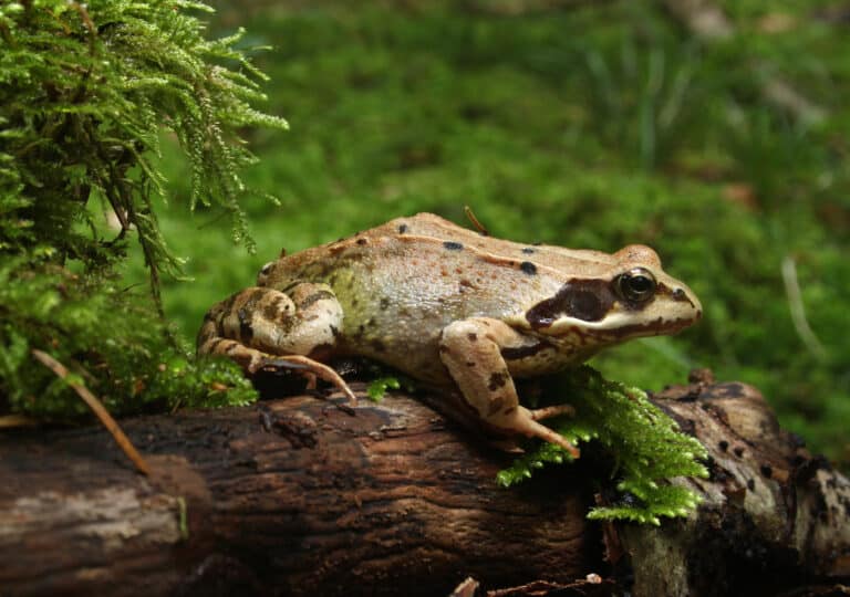 Grasfrosch-Rana-temporaria-side Grasfrosch-Rana-temporaria-side Common Frog