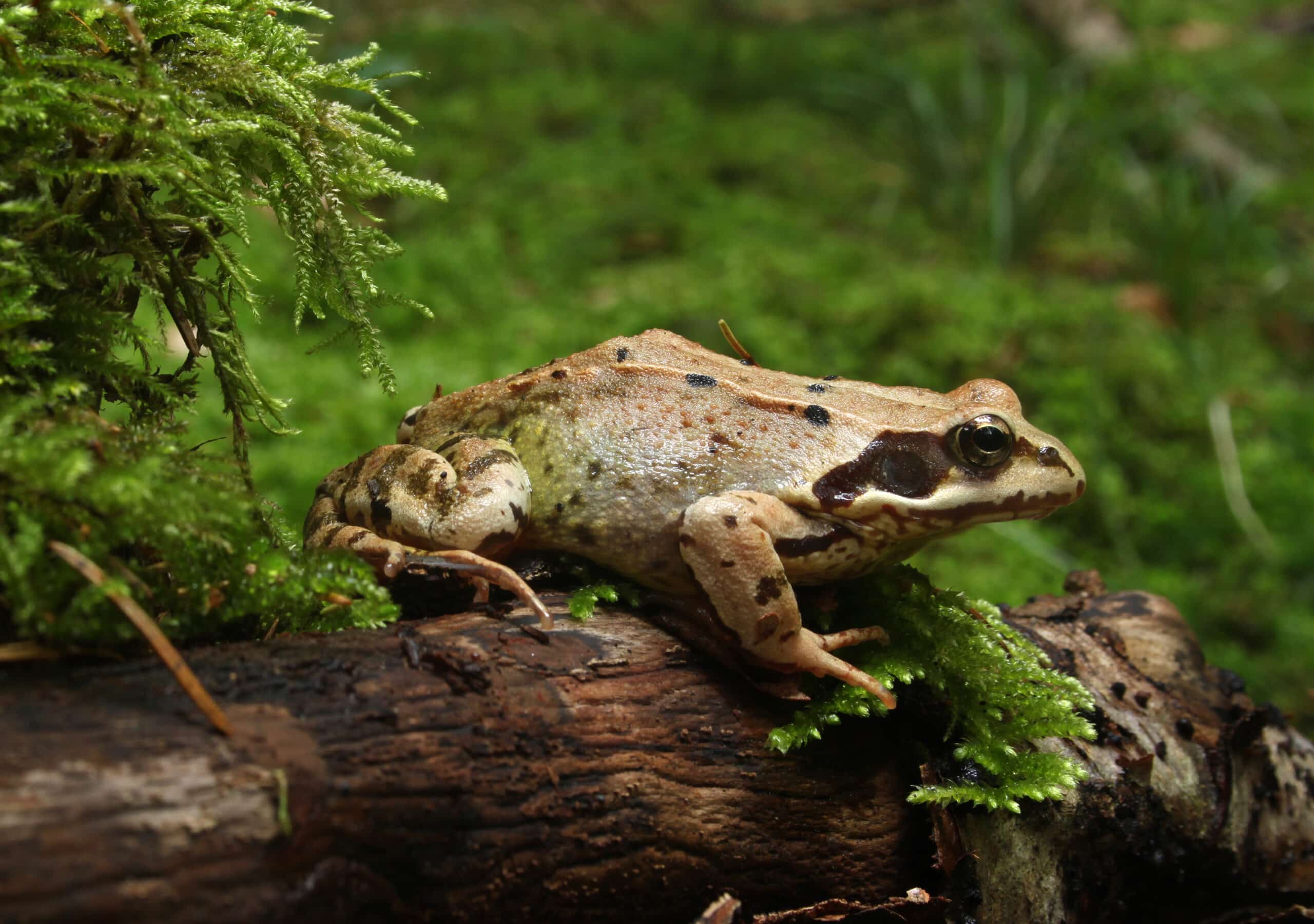 Grasfrosch-Rana-temporaria-side Grasfrosch-Rana-temporaria-side Common Frog