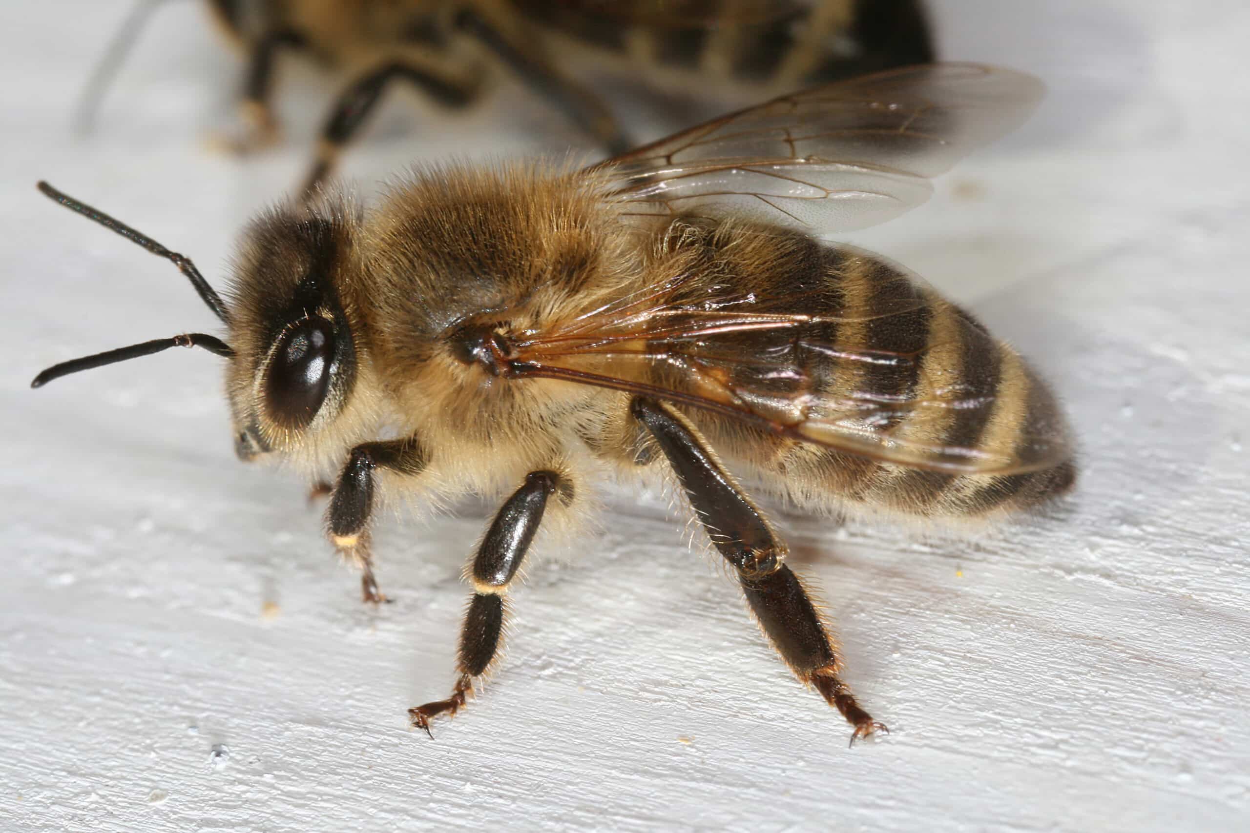 Apis mellifera carnica worker hive entrance 2