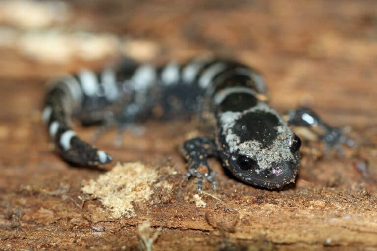 Marbled Salamander Marbled Salamander