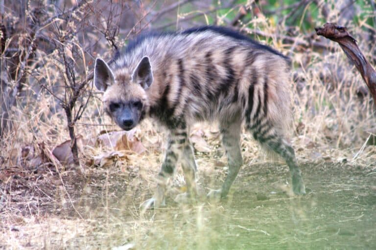 File:Striped Hyena (Hyaena hyaena).jpg File:Striped Hyena (Hyaena hyaena).jpg