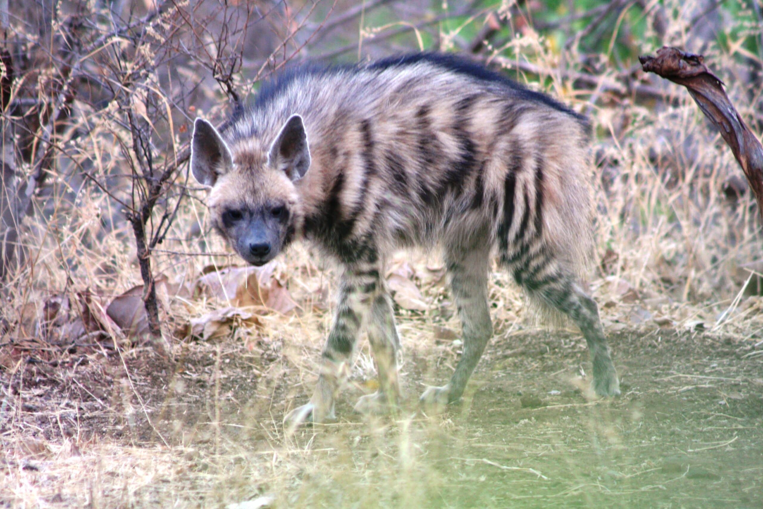 File:Striped Hyena (Hyaena hyaena).jpg File:Striped Hyena (Hyaena hyaena).jpg
