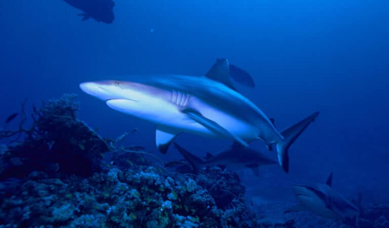 Grey reef shark Grey reef shark