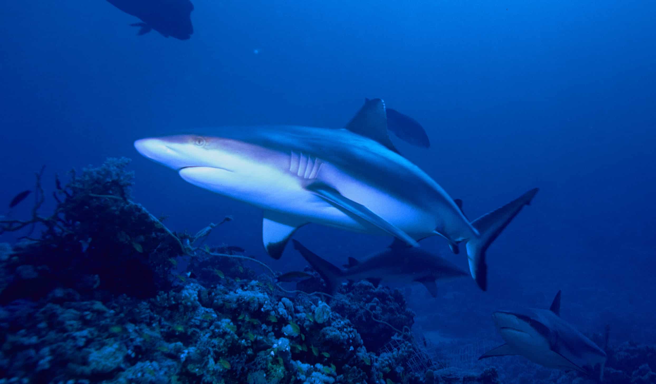 Grey reef shark Grey reef shark