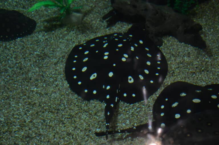 White-blotched River Stingray White-blotched River Stingray
