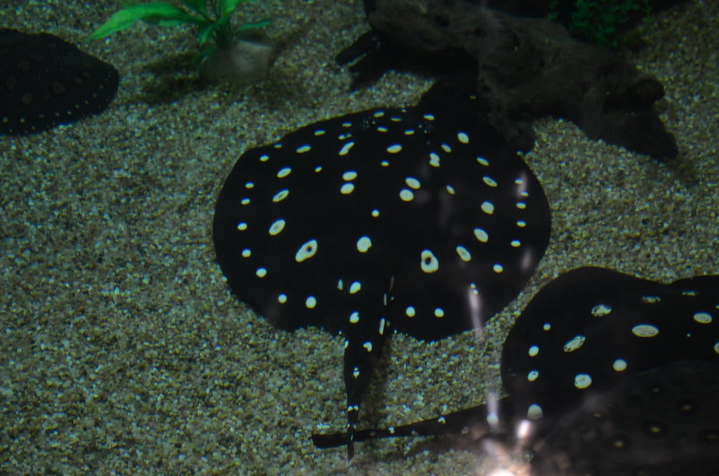 White-blotched River Stingray White-blotched River Stingray