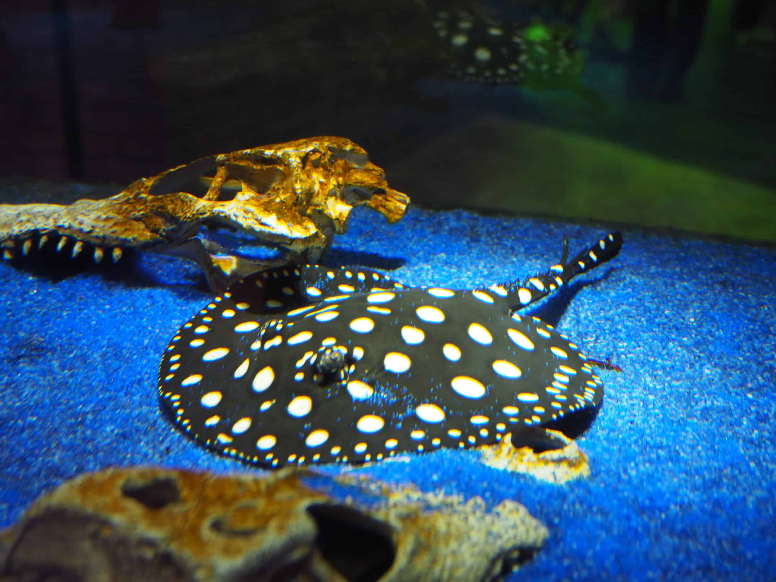 Potamotrygon leopoldi, Sunshine Aquarium Potamotrygon leopoldi, Sunshine Aquarium
