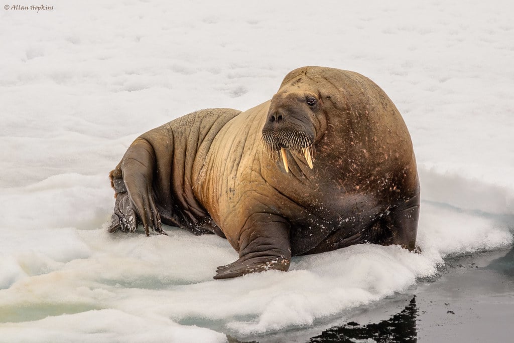 Walrus (Odobenus r. rosmarus) Walrus (Odobenus r. rosmarus)