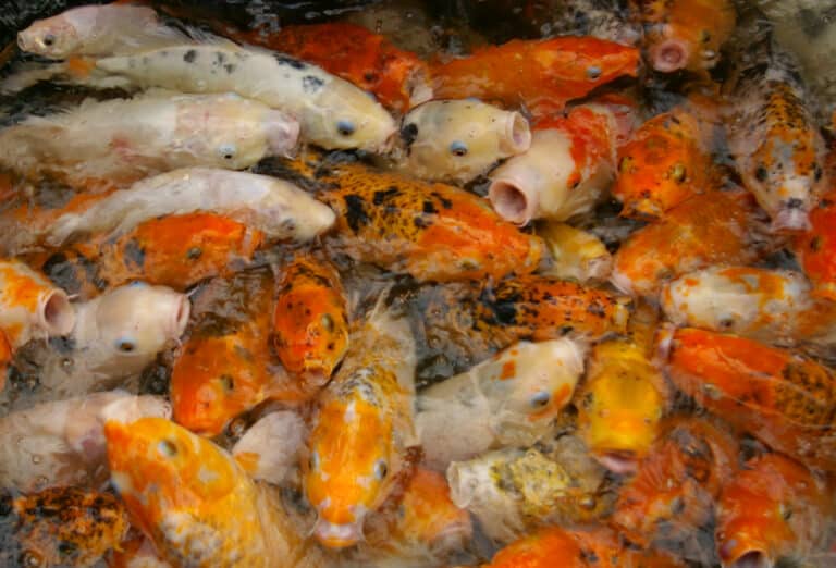 20090621 Koi Fish Shanghai 0284 20090621 Koi Fish Shanghai 0284