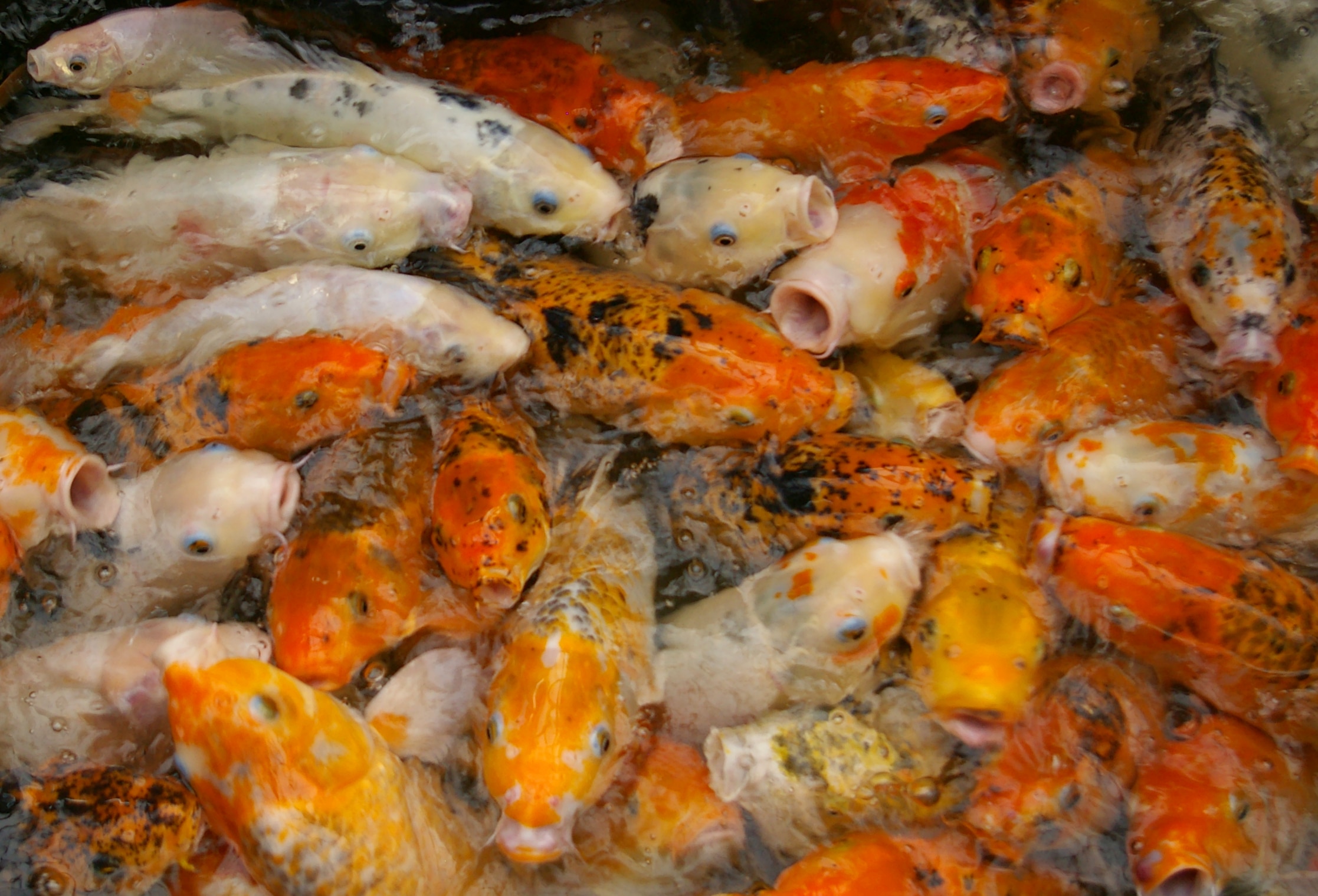 20090621 Koi Fish Shanghai 0284 20090621 Koi Fish Shanghai 0284