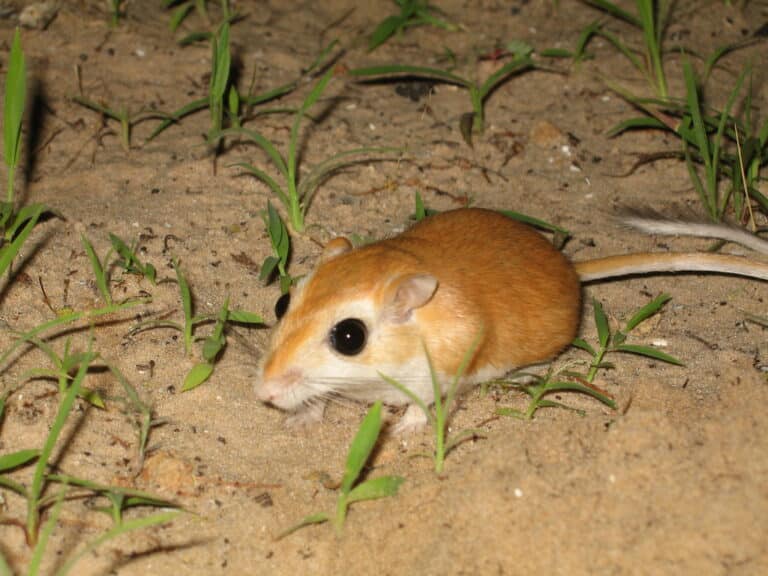 Gerbil in the wild, Mauritania