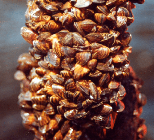 File:Dreissena polymorpha.png