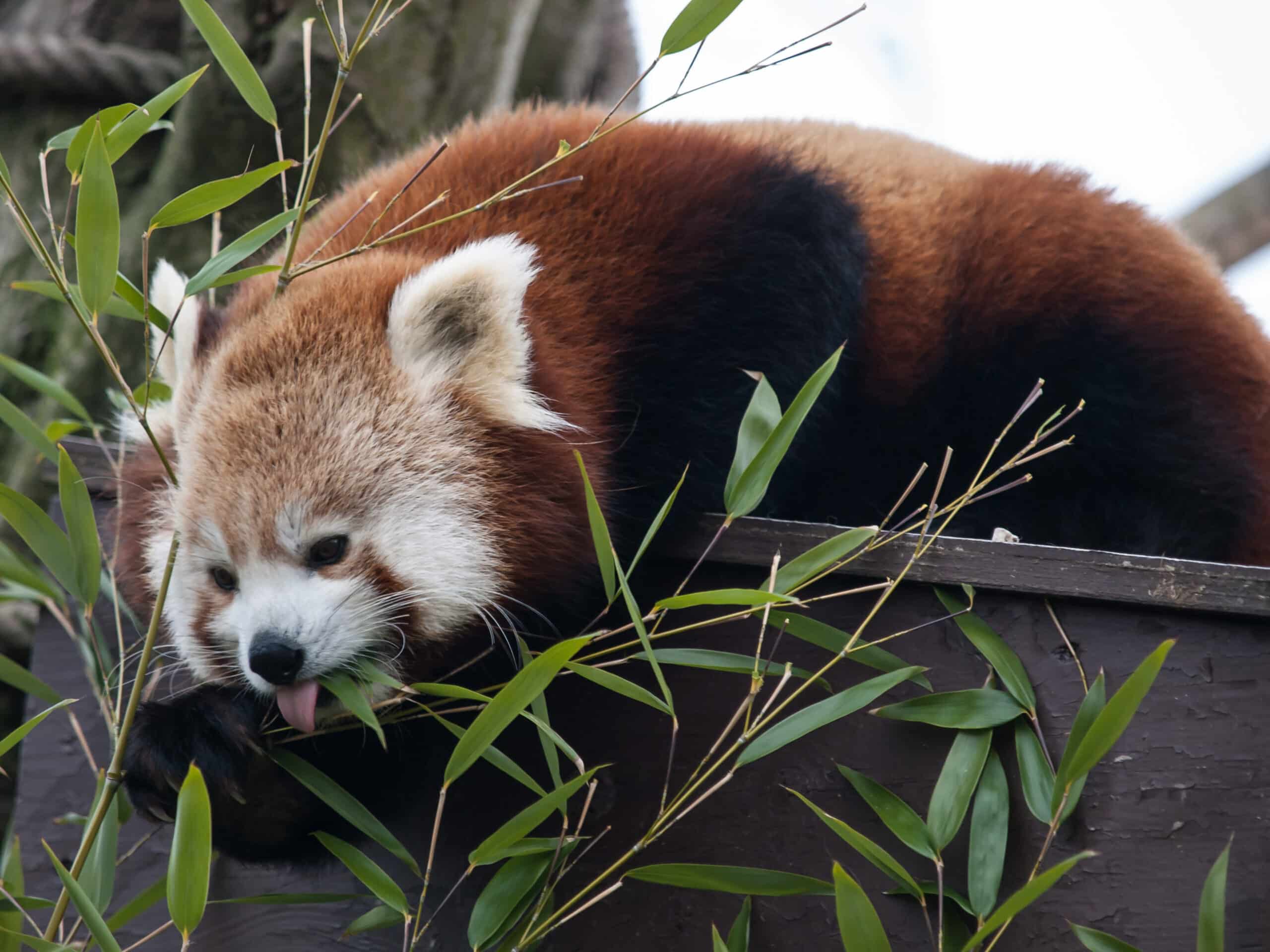 Ailurus fulgens -Paradise Wildlife Park, Hertfordshire, England-8a Ailurus fulgens -Paradise Wildlife Park, Hertfordshire, England-8a