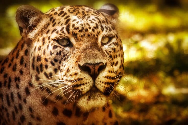 Panther’s portrait Panther’s portrait Panther