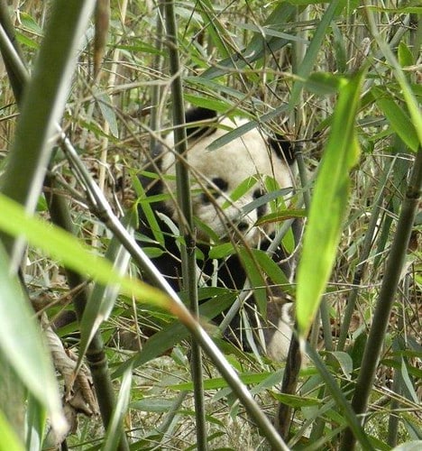 Giant panda (Ailuropoda melanoleuca) in the wild !