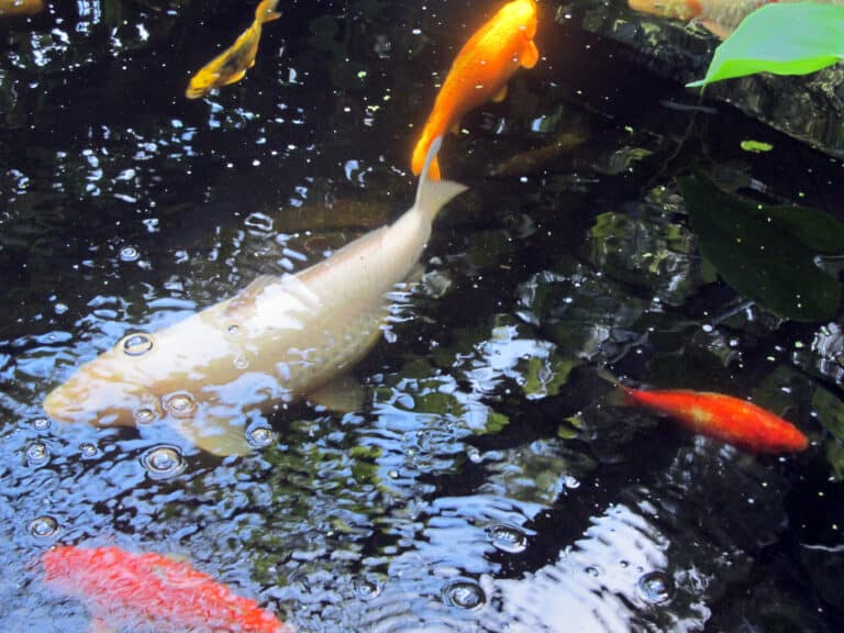 Koi Fish (11430514134) Koi Fish (11430514134)