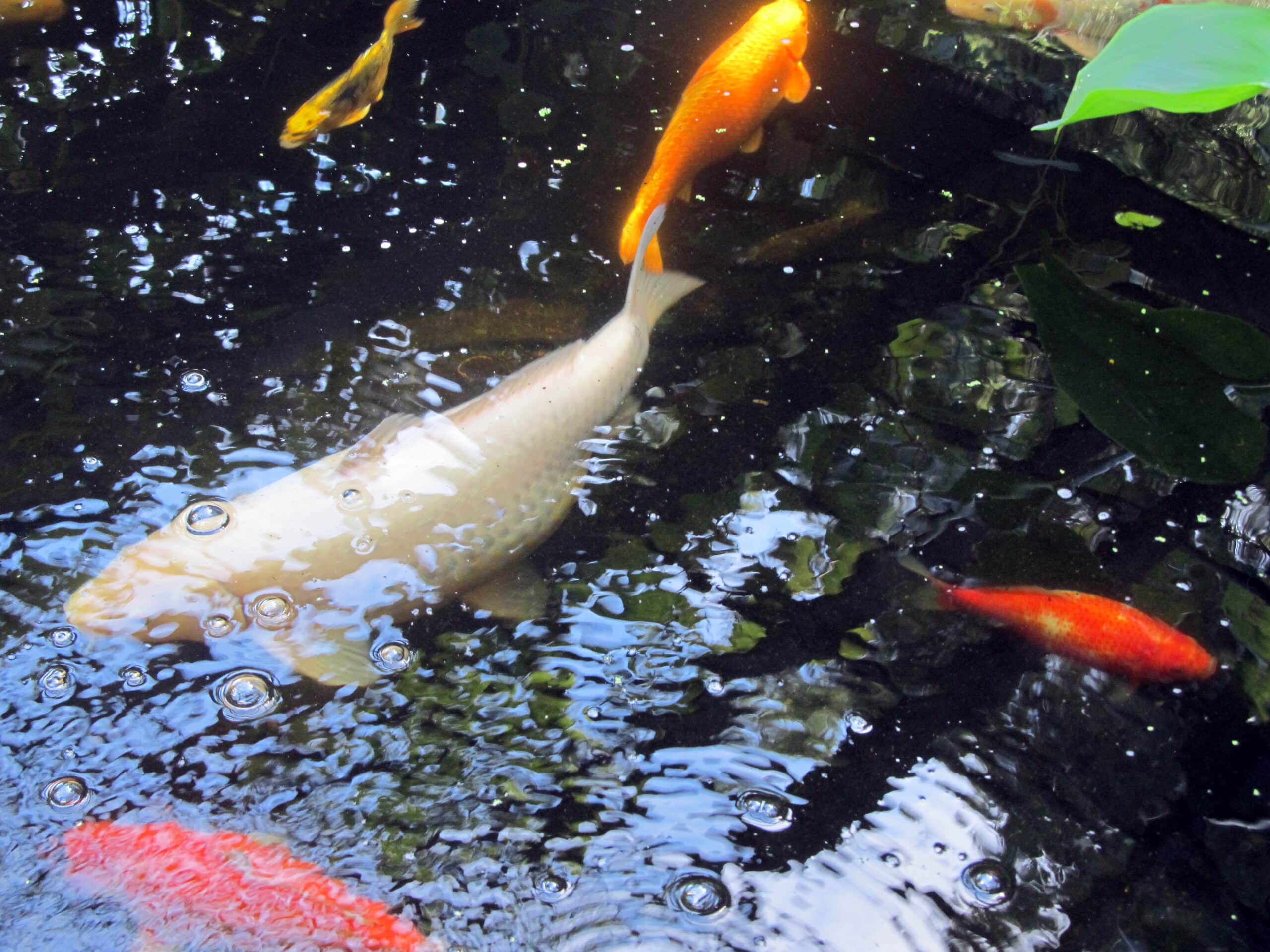 Koi Fish (11430514134) Koi Fish (11430514134)