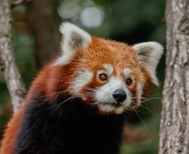 Ailurus fulgens – Karlsruhe Zoo 01 Ailurus fulgens – Karlsruhe Zoo 01
