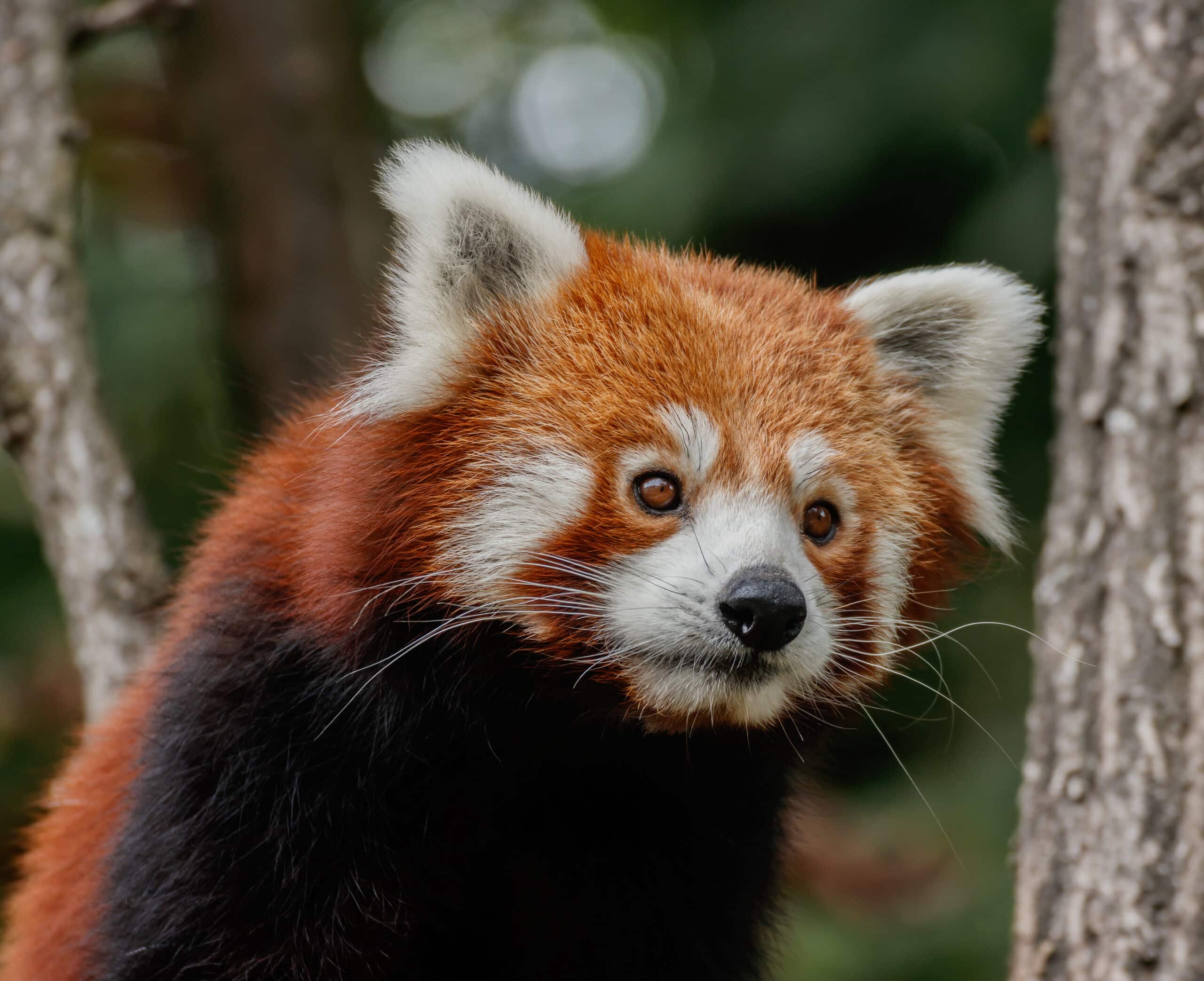 Ailurus fulgens – Karlsruhe Zoo 01 Ailurus fulgens – Karlsruhe Zoo 01