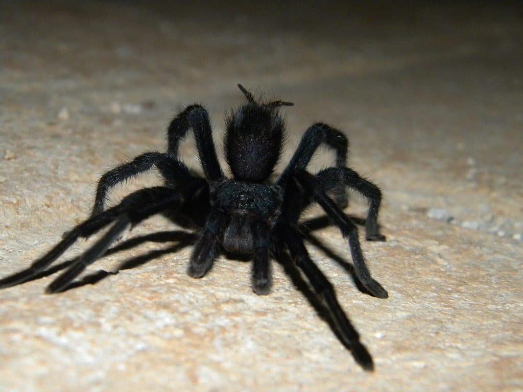 Black Tarantula Black Tarantula