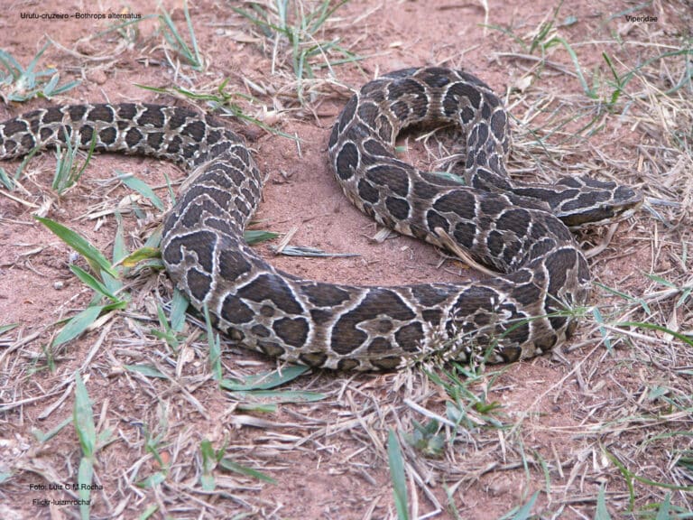 Urutu-cruzeiro – Bothrops alternatus Urutu-cruzeiro – Bothrops alternatus