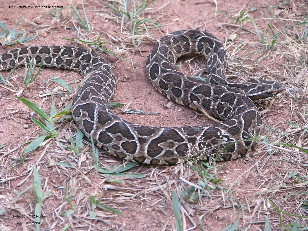 Urutu-cruzeiro – Bothrops alternatus Urutu-cruzeiro – Bothrops alternatus