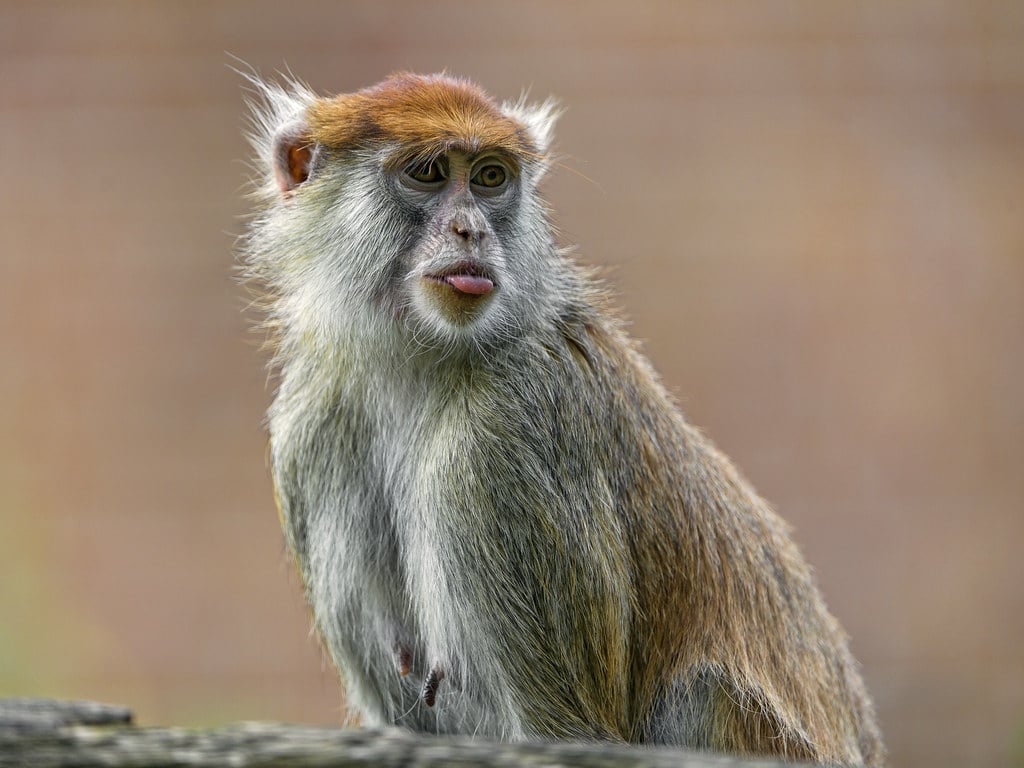 Macaque showing a bit of tongue Macaque showing a bit of tongue