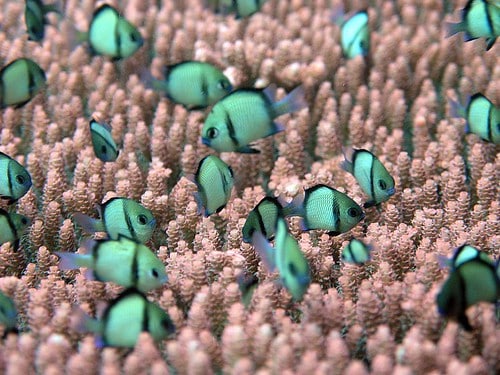 Damselfish (Reticulated Dascyllus) – Dascyllus reticulatus – PC230333