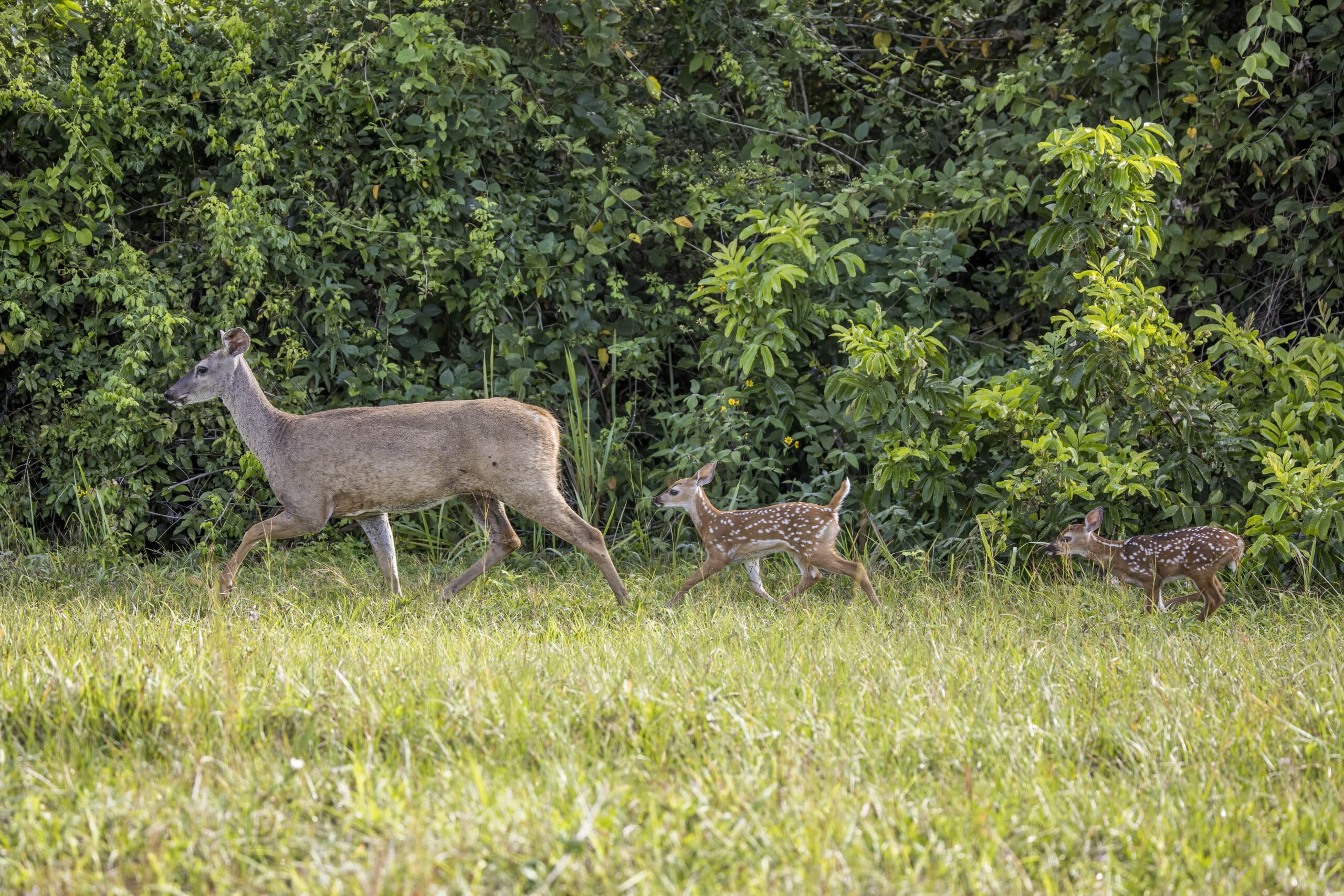 White-tailed deer (Odocoileus virginianus nelsoni) female with fawns Orange Walk