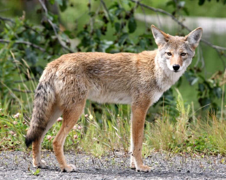 Coyote in Alaska Coyote in Alaska Coyote